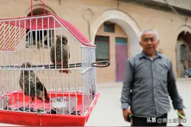 农村夫妻俩好心养大两只小鸟，如今小鸟长大他们却犯了难，咋回事图片