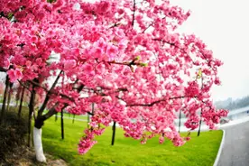 春暖花开，上海话里的“花头劲”那么多！居然还有310也不知道的图片