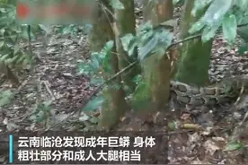 云南省发现5米巨蟒，蛇龄或达二三十年！这种巨蟒国内可以养吗？图片
