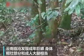 云南省发现5米巨蟒，蛇龄或达二三十年！这种巨蟒国内可以养吗？图片