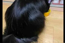 主人给猫吃各种营养猫粮，它的毛发长得又黑又亮，还以为是假发图片