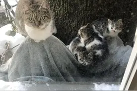 暴风雪天气，流浪猫妈妈把小猫带给了一对夫妇，它却独自离开了图片