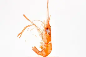 「海错图爱情笔记」小河虾带了籽，你要不要负责？图片