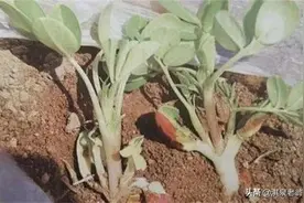 简单“三个小技巧”促花生增产图片