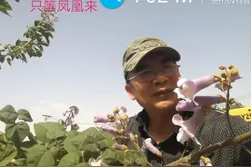梧桐与凤凰图片