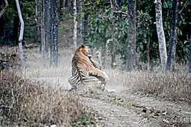 印度发生虎豹大战，豹子战死，什么情况下豹子能杀死老虎？图片