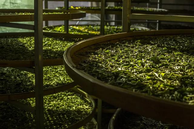 科学制茶，论不同萎凋方式白茶生化成分差异