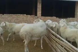 羊磨牙，咯咯响，一起欣赏一下#图片