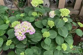 绣球盛花期养护，2点易犯“错误”，保持通风，花期开到10月份图片