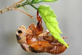 农村大叔5亩果园荒3年钓金蝉，树高怕跑缠胶带40天挣6万，真的吗图片