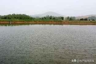 如何增强养殖鱼类的抗应激能力？养殖户须知