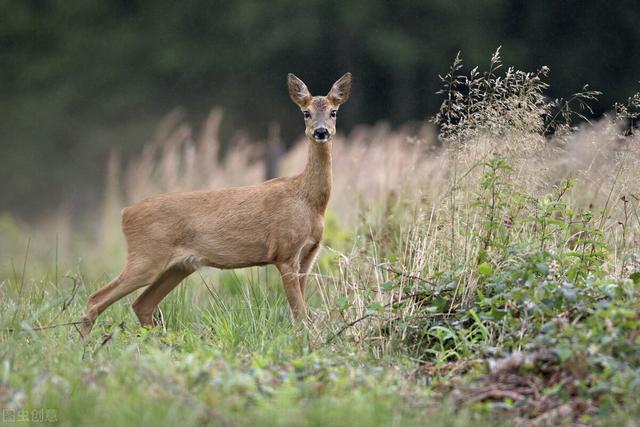 95岁老猎户，下得一手好套子，有跳套有地套，专套兔子和野鸡