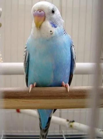 黄绿鱼鳞鹦鹉