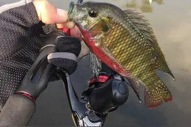 广州小伙因钓鱼太投入，浑然不觉被蛇咬，脚背血流不止，毒蛇？图片