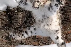 为什么说雪豹是最沙雕的猫科动物图片