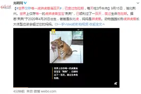 世界仅存唯一虎狮虎兽满百天：未来体型将超过它妈妈图片