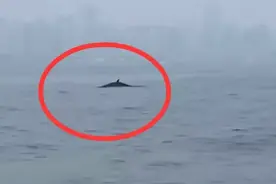 鲸鱼出没青岛近海！网友：从海洋世界游出来的？工作人员：想多了图片