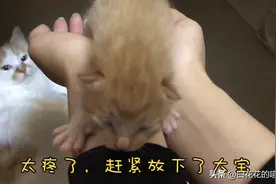 刚出生3天的小奶猫，爪子锋利的很，挠的铲屎官直叫唤受不了图片