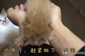 刚出生3天的小奶猫，爪子锋利的很，挠的铲屎官直叫唤受不了图片