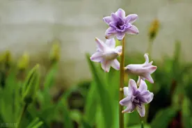 今生无缘相守，但是真爱不变，很想很想你，但不会打扰你图片