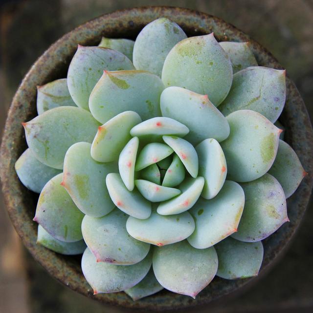 多肉植物勃朗峰(多肉植物勃朗峰图片)-措必培