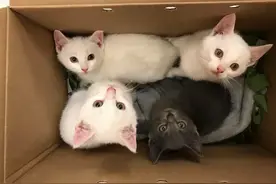 家门口出现陌生快递，打开一看竟是四只小猫，这下小伙傻眼了图片