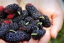 桑葚虽功效多但4类人群不宜吃图片