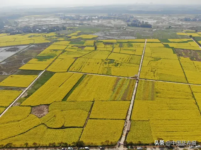 北国杏花初绽，江南已是油菜花漫山，“可甜可盐”的彩色油菜花，爱了！