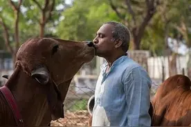 “印度牛人”帕萨纳：44岁富豪抛妻弃子，只为把心爱的母牛娶回家图片