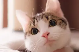 猫咪软萌的脚掌肉垫原来有这么多秘密，你知道几个呢？图片