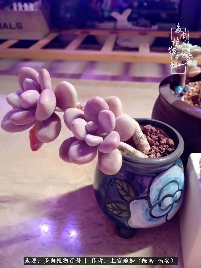 一入肉坑深似海之，我与多肉的不解之缘