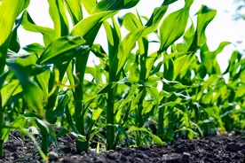 玉米丫子到底掰不掰？争论了这么久，终于听到一个靠谱的解释了图片