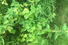 清热解毒、排脓止痛，善于治疮的中药雾水葛图片