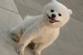 狗子在外面“捡”了两只刚出生的小奶狗回家，每天精心喂养图片