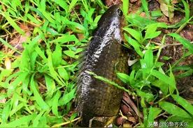 福建钓鱼人钓获会“走路”的怪鱼，钓友：它自己从鱼护里爬出来图片