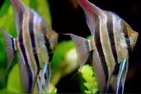 每天认识一种南美鱼｜（45）埃及神仙图片