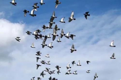 德国鸽药受欢迎 这是一份鸽友需要的德国隆飞尔鸽药大全