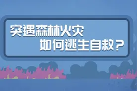 突遇森林火灾，如何逃生自救？图片