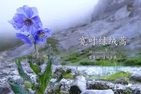 这部董卿献声的央视纪录片厉害了，网友：BBC也难以超越图片
