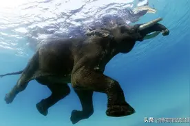 这一幕也在北宋发生过：野生大象多次北上，游过长江闯入河南图片