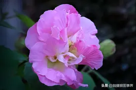拍摄紫色的花卉照片，运用深色调背景衬托，是否更加神秘高雅？图片