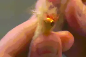 一吹就能点着火，太神奇了，古代火折子是什么原理？图片