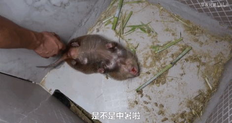 鸡皮疙瘩2在线观看带字