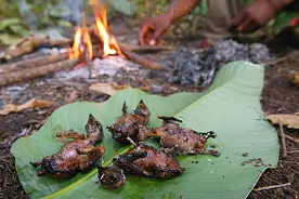 燕子少多了？这锅我们不背，死亡迁徙数万里，却被端上了非洲餐桌图片