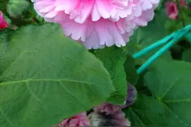蜀葵窜出大高个，一根枝条全是花苞，颜值高开花一大朵图片
