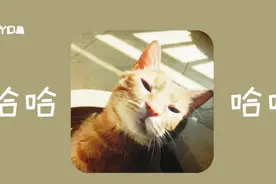 盘点猫咪迷惑行为：越来越猜不透喵星人的心思，是要征服全人类吗图片