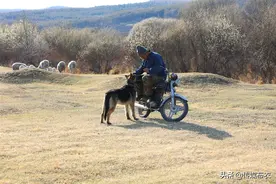 若人生可以重新选择，我愿回到大兴安岭，做一个快乐的牧羊人图片