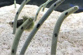 太可爱了，日本墨田水族馆的“花园鳗”竟然因见不到人类而自闭了图片