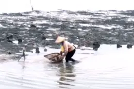 诏安渔家姑娘：我为家乡“代言”家乡肥美海产图片