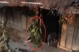 老挝女性在门口挂树枝，这代表什么意思？看到后不要轻易进去了图片